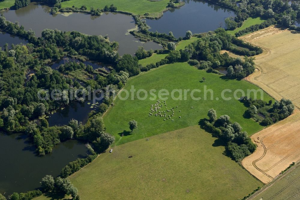 Nennhausen from the bird's eye view: Grass area-structures meadow pasture with Sheep - herd in Havelland in the state Brandenburg, Germany