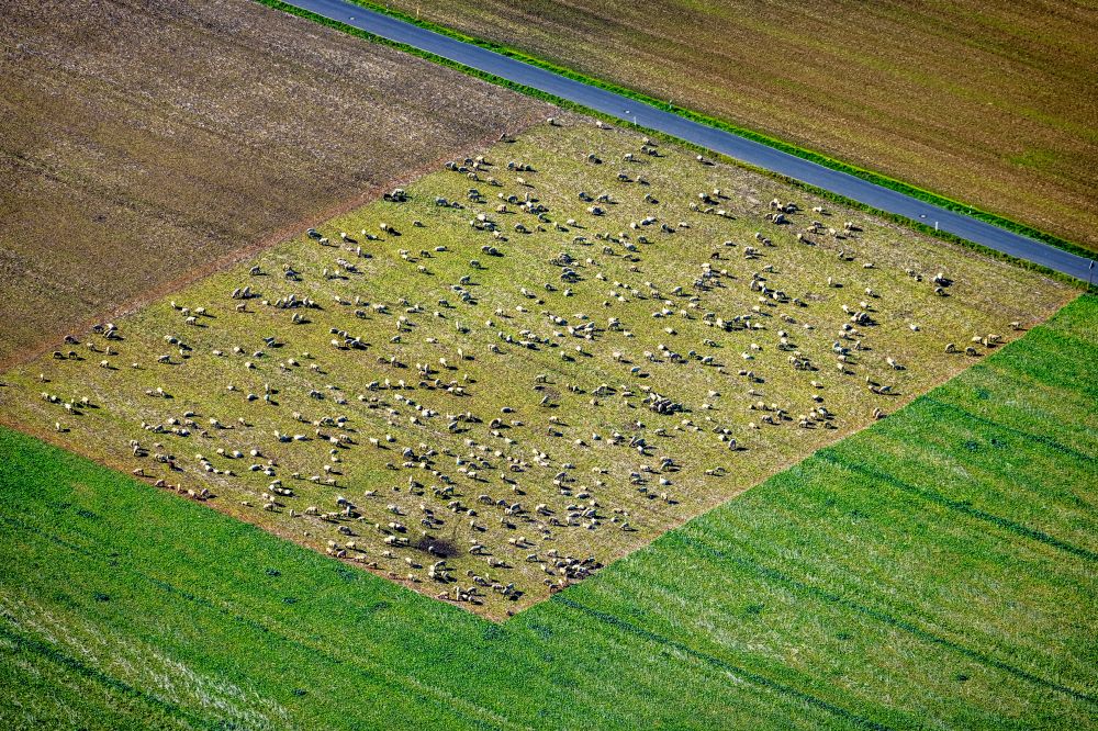 Holzwickede from the bird's eye view: Grass area-structures meadow pasture with sheep - herd on street Schaeferkampstrasse in Holzwickede at Ruhrgebiet in the state North Rhine-Westphalia, Germany