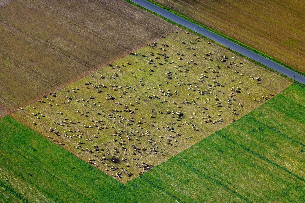 Aerial photograph Holzwickede - Grass area-structures meadow pasture with sheep - herd on street Schaeferkampstrasse in Holzwickede at Ruhrgebiet in the state North Rhine-Westphalia, Germany