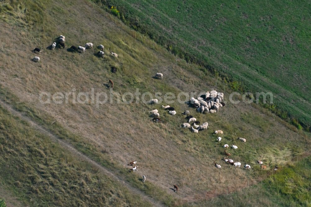 Leipzig from above - Grass area-structures meadow pasture with sheep - herd in the district Knauthain in Leipzig in the state Saxony, Germany