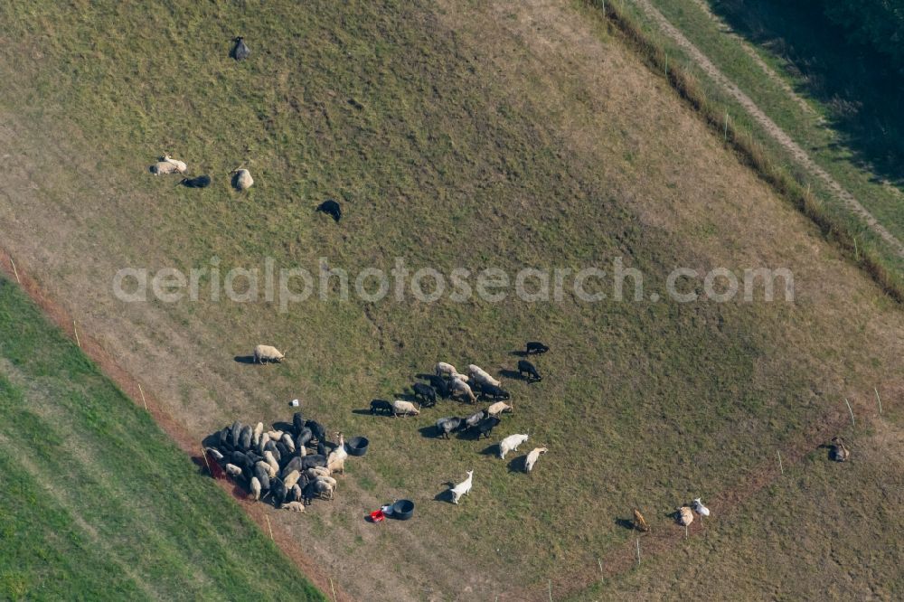 Leipzig from the bird's eye view: Grass area-structures meadow pasture with sheep - herd in the district Knauthain in Leipzig in the state Saxony, Germany