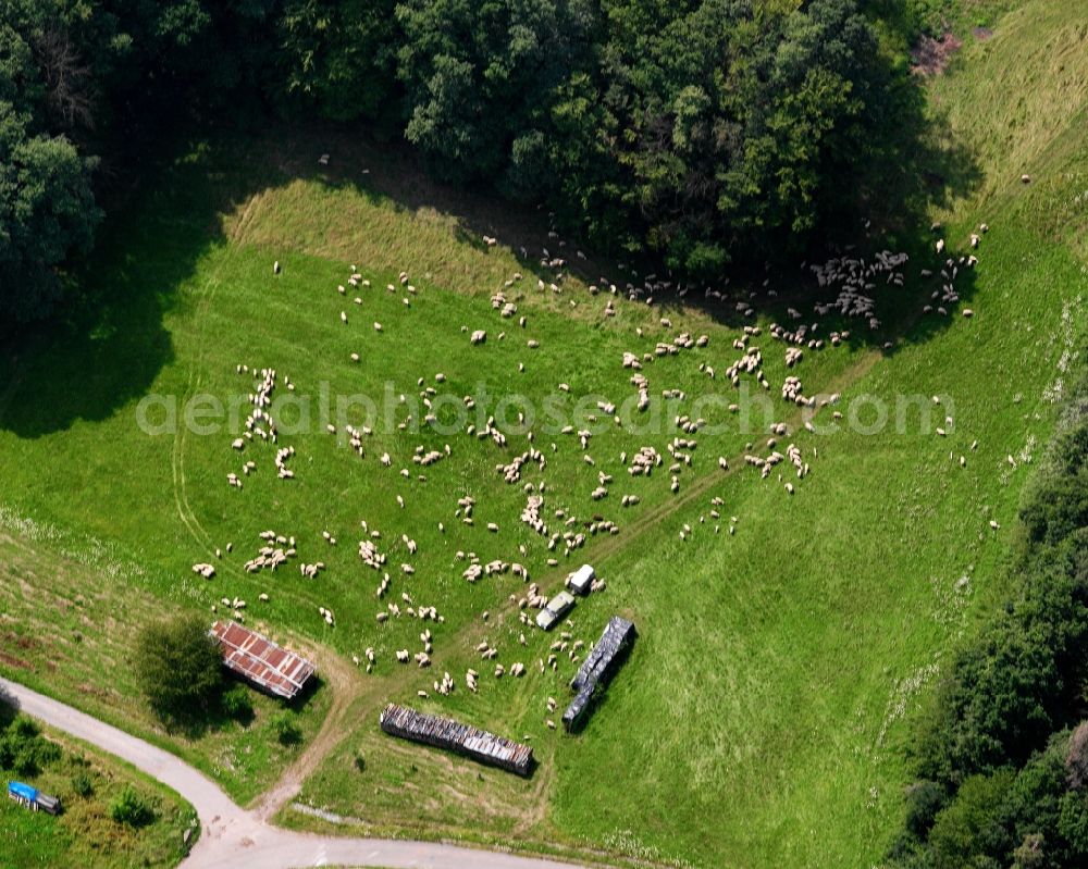 Aerial photograph Löwenstein - Grass area-structures meadow pasture with sheep - herd in Loewenstein in the state Baden-Wuerttemberg, Germany
