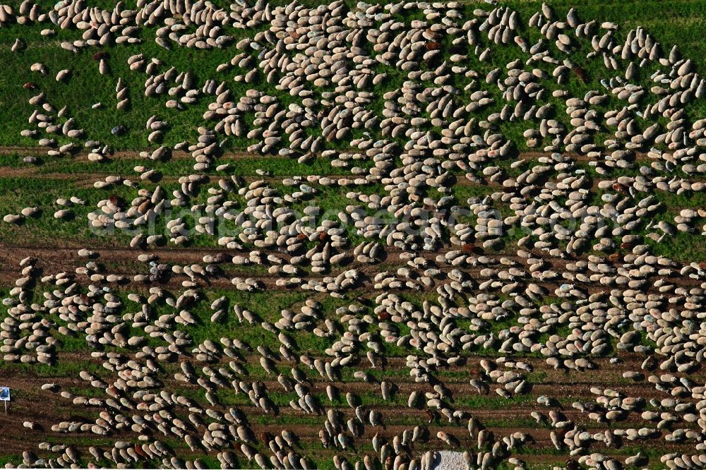 Aerial image Münsingen - Grass area-structures meadow pasture with Sheep - herd in Muensingen in the state Baden-Wuerttemberg