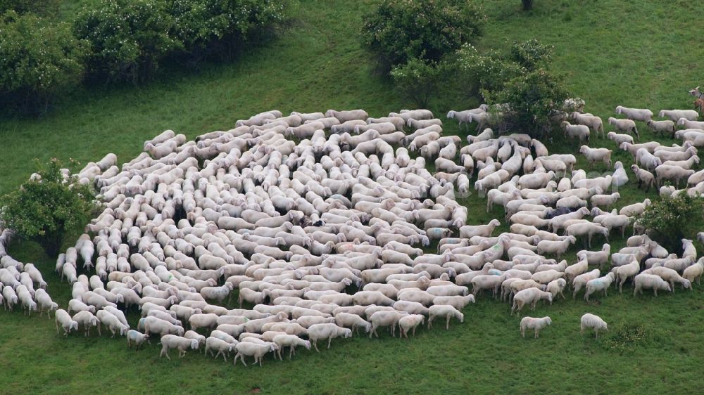 Rieder from above - Grass area-structures meadow pasture with sheep - herd in Rieder in the state Saxony-Anhalt, Germany