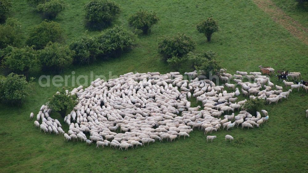 Rieder from the bird's eye view: Grass area-structures meadow pasture with sheep - herd in Rieder in the state Saxony-Anhalt, Germany