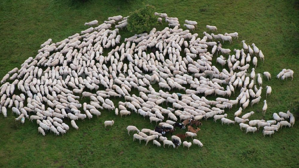 Aerial image Rieder - Grass area-structures meadow pasture with sheep - herd in Rieder in the state Saxony-Anhalt, Germany