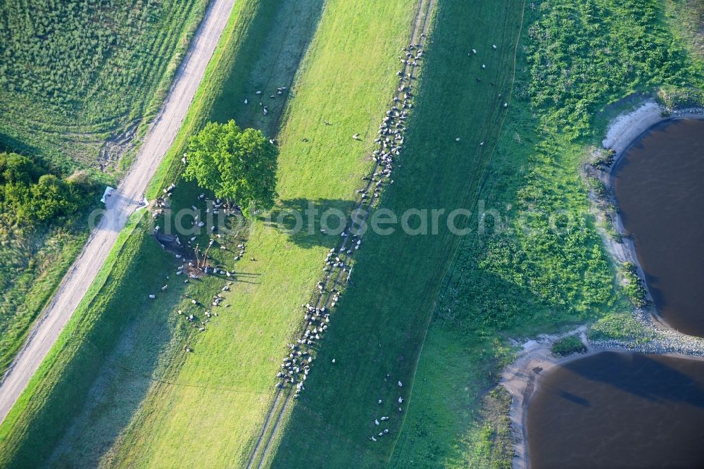 Wulkau from the bird's eye view: Grass area-structures meadow pasture with Sheep - herd in Wulkau in the state Saxony-Anhalt, Germany