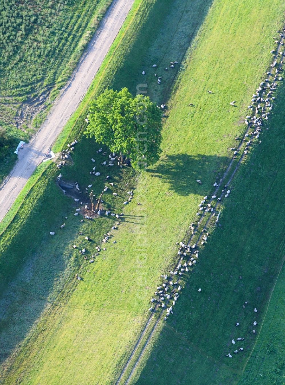 Aerial image Wulkau - Grass area-structures meadow pasture with Sheep - herd in Wulkau in the state Saxony-Anhalt, Germany