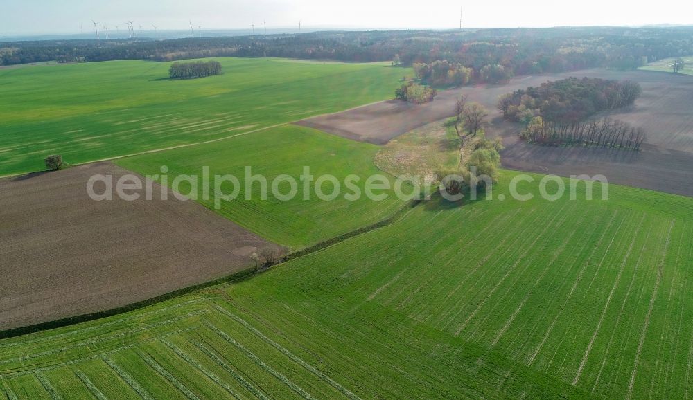 Petersdorf from the bird's eye view: Young green-colored grain field structures and rows in a field in Petersdorf in the state Brandenburg, Germany