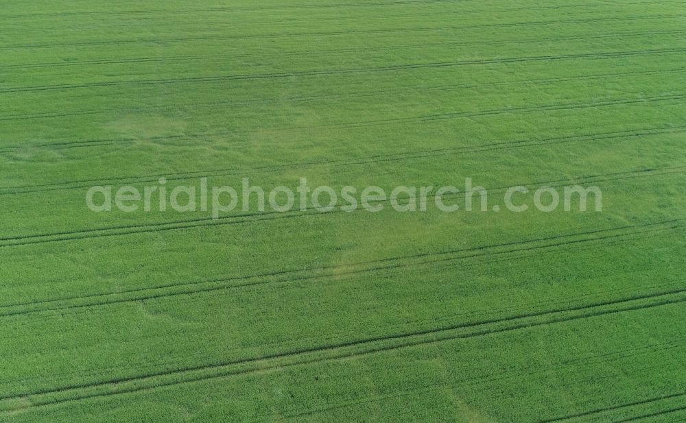 Aerial image Petersdorf - Young green-colored grain field structures and rows in a field in Petersdorf in the state Brandenburg, Germany