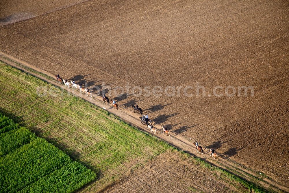 Aerial image Wintzenbach - Horses, Riders and dog on a field path in Wintzenbach in Grand Est, France