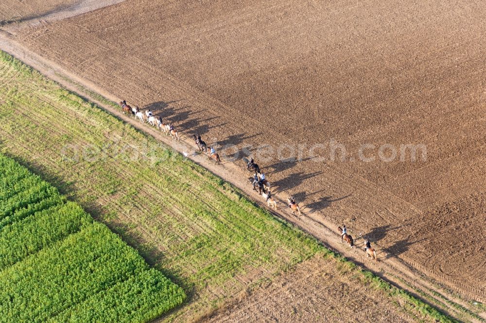 Aerial photograph Wintzenbach - Group of riders on a path in Wintzenbach in Grand Est, France