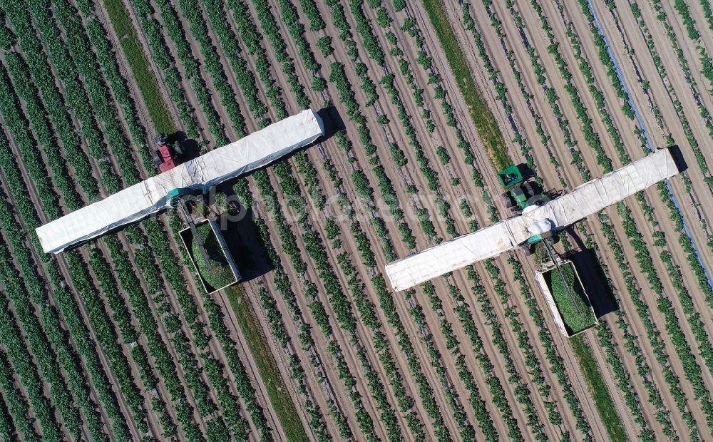 Aerial image Niewitz - Cucumber flyers harvesting cucumbers in agricultural fields in Niewitz in the state Brandenburg, Germany