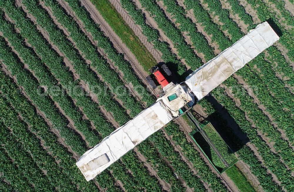 Aerial photograph Niewitz - Cucumber flyers harvesting cucumbers in agricultural fields in Niewitz in the state Brandenburg, Germany