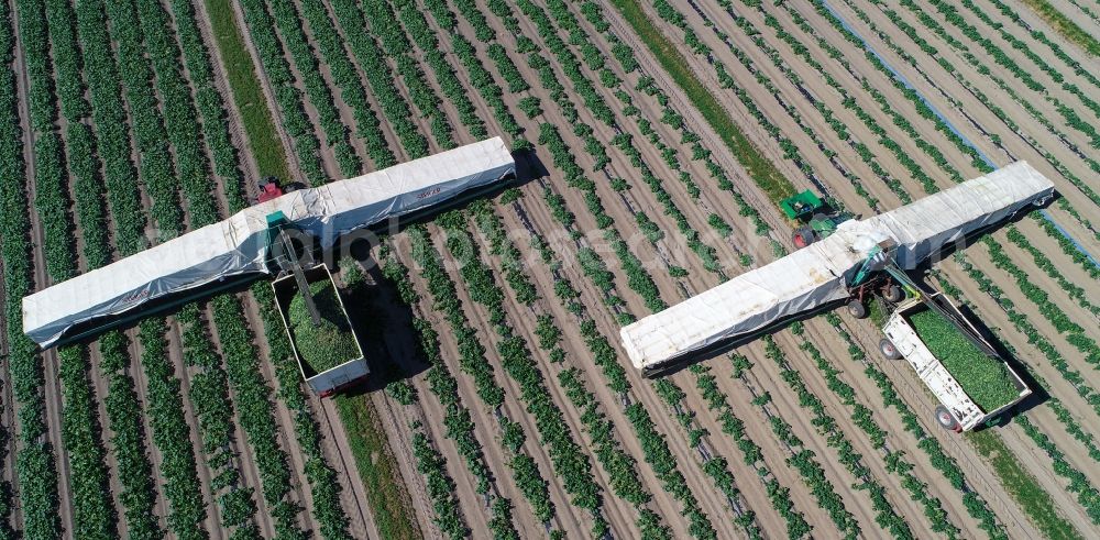 Niewitz from above - Cucumber flyers harvesting cucumbers in agricultural fields in Niewitz in the state Brandenburg, Germany