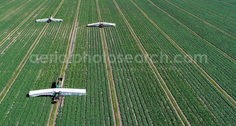 Niewitz from the bird's eye view: Cucumber flyers harvesting cucumbers in agricultural fields in Niewitz in the state Brandenburg, Germany
