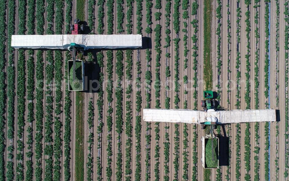 Aerial image Niewitz - Cucumber flyers harvesting cucumbers in agricultural fields in Niewitz in the state Brandenburg, Germany