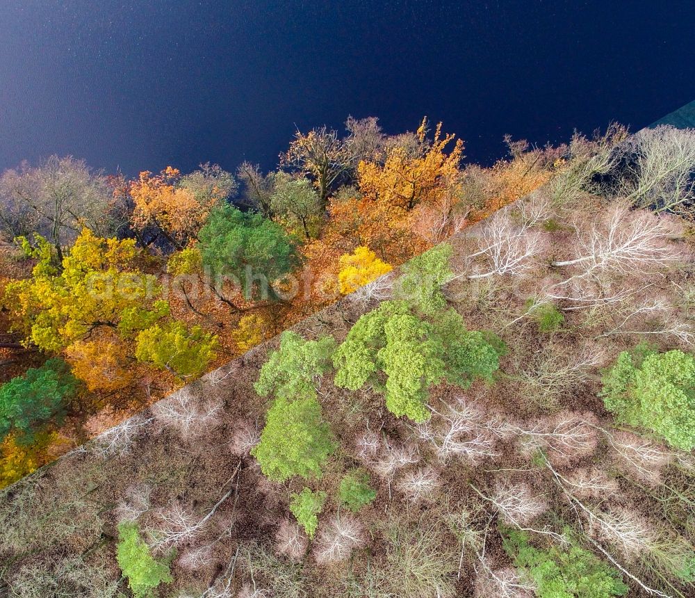 Aerial photograph Treplin - Autumnal colored vegetation view with a comparison of the leafless condition of the tree tops in a wooded area on the banks of the Trepliner See in Treplin in the state Brandenburg, Germany