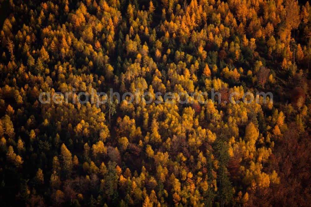 Aerial image Gosbach - Autumnally brightly colored treetops in a forest area in Gosbach in the state Baden-Wuerttemberg