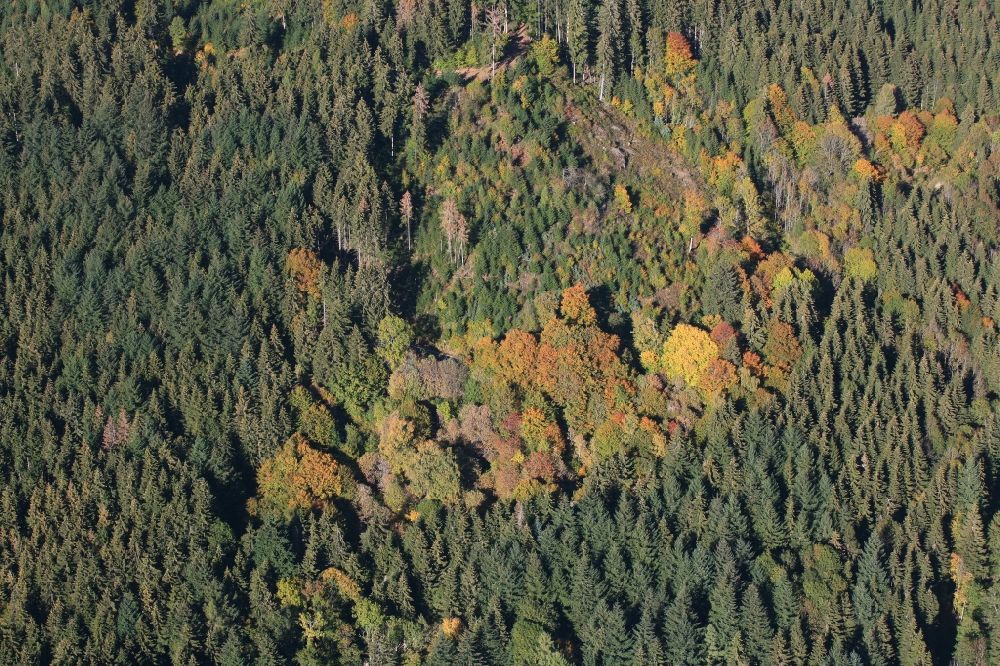 Steinen from above - Autumnally brightly colored treetops in a forest area in the Black Forest in the district Endenburg in Steinen in the state Baden-Wurttemberg, Germany