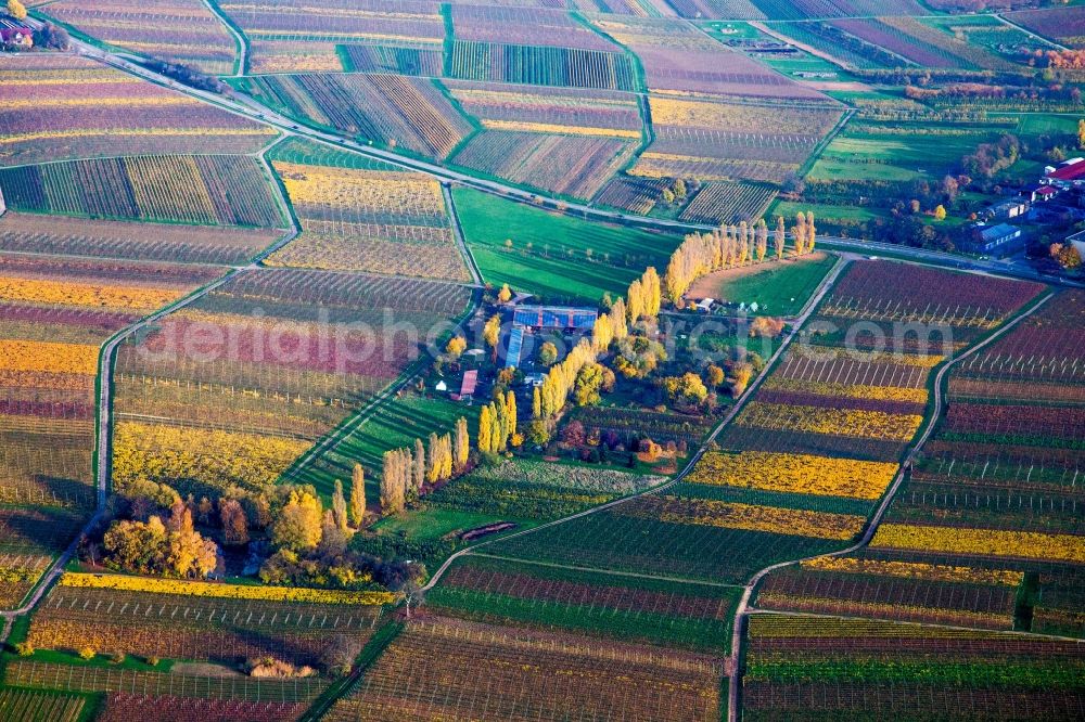 Aerial image Ilbesheim bei Landau in der Pfalz - Autumn coloured Row of trees between wine yards at the Aalmuehl in Ilbesheim bei Landau in der Pfalz in the state Rhineland-Palatinate