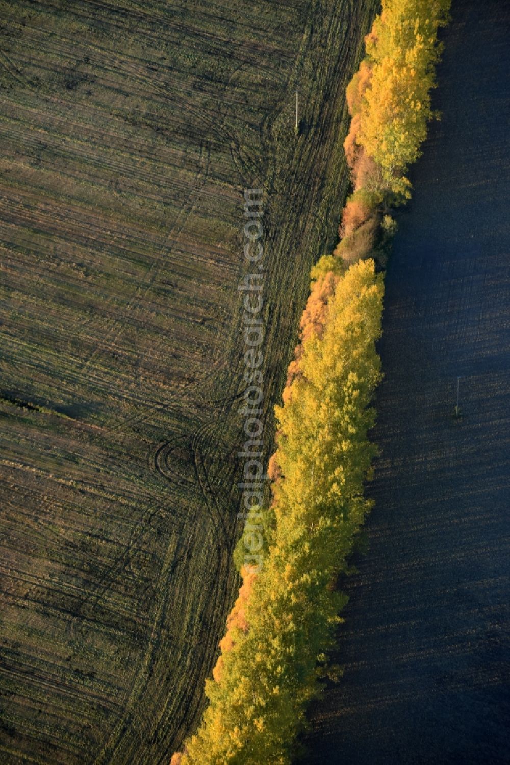 Nuthe-Urstromtal from above - Autumnal yellow- colored row of trees in a field edge in Nuthe-Urstromtal in the state Brandenburg