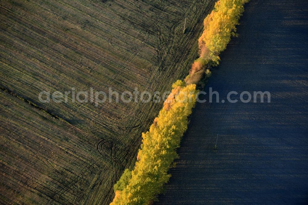Nuthe-Urstromtal from the bird's eye view: Autumnal yellow- colored row of trees in a field edge in Nuthe-Urstromtal in the state Brandenburg