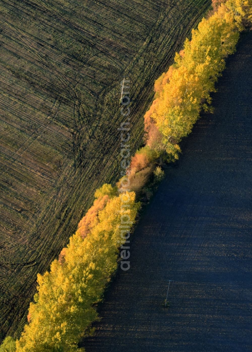 Aerial image Nuthe-Urstromtal - Autumnal yellow- colored row of trees in a field edge in Nuthe-Urstromtal in the state Brandenburg