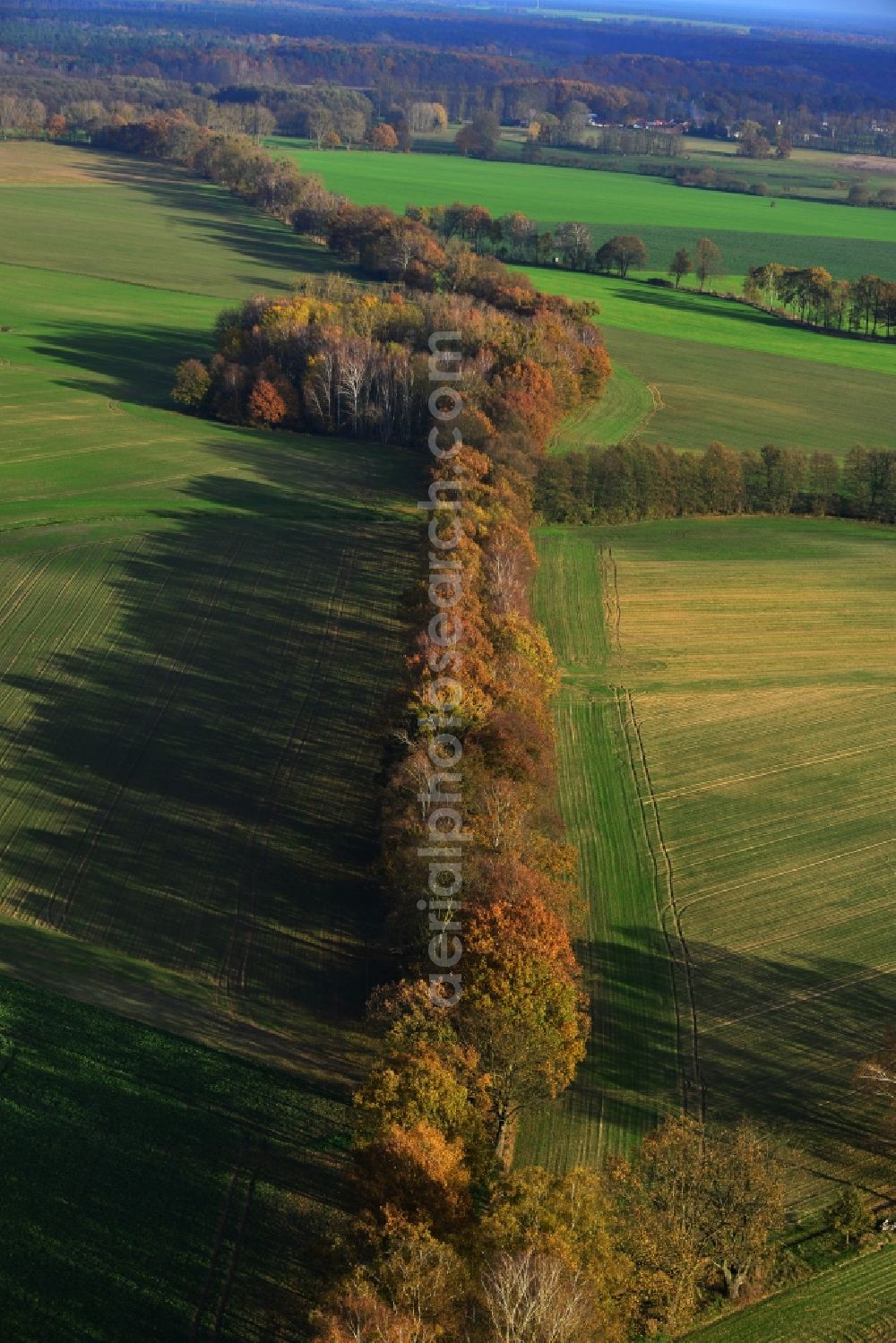 Großwoltersdorf from above - Autumnal tree rows in a field landscape at Großwoltersdorf in Brandenburg