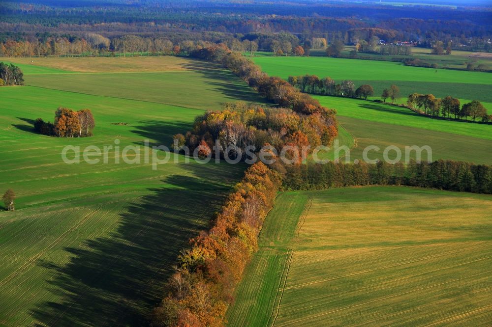 Aerial image Großwoltersdorf - Autumnal tree rows in a field landscape at Großwoltersdorf in Brandenburg