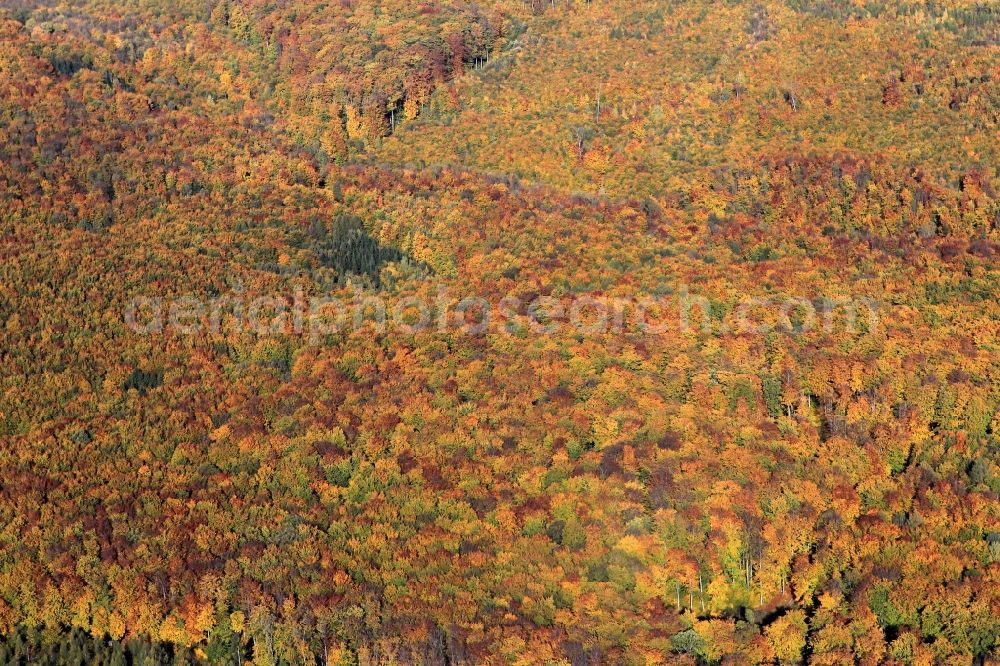 Aerial photograph Tonndorf - Autumn forest landscape at Tonndorf in Thuringia