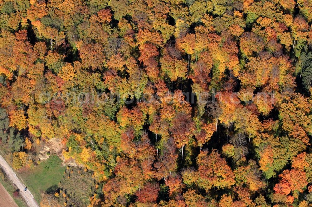 Aerial image Tonndorf - Autumn forest landscape at Tonndorf in Thuringia
