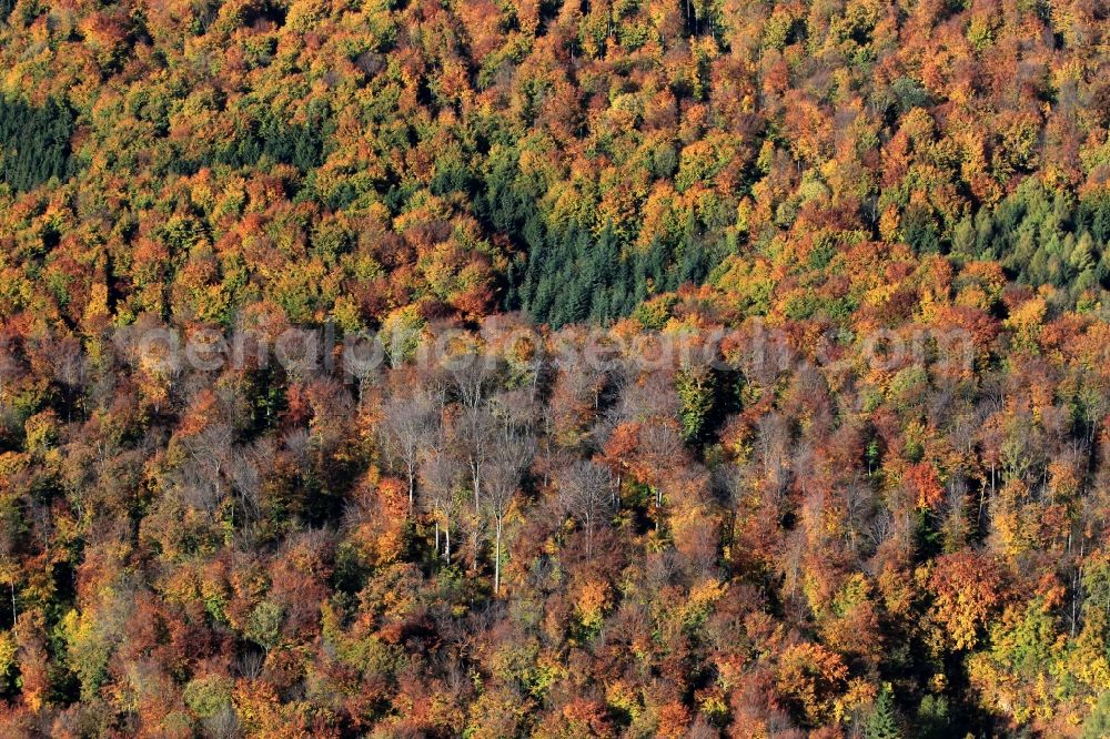 Tonndorf from the bird's eye view: Autumn forest landscape at Tonndorf in Thuringia