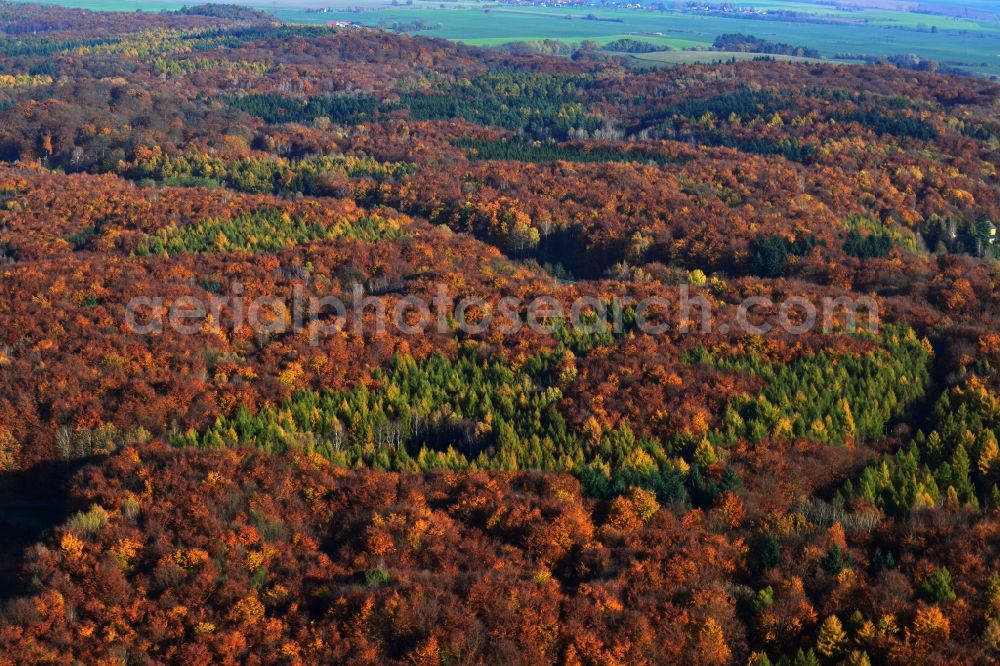 Oberuckersee from above - Autumnal forest in Oberuckersee in Brandenburg