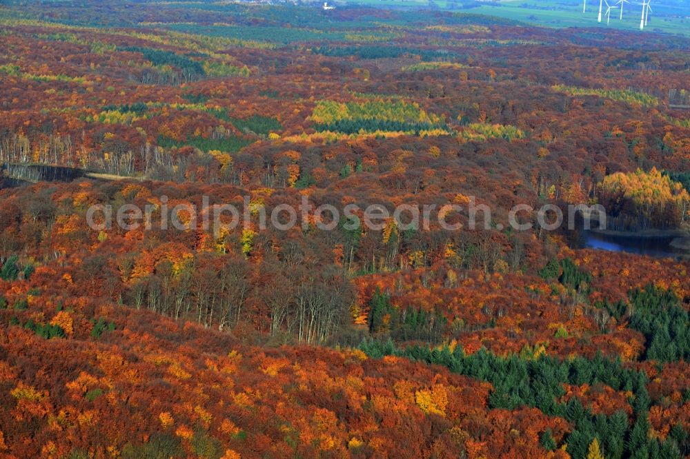 Aerial image Oberuckersee - Autumnal forest in Oberuckersee in Brandenburg