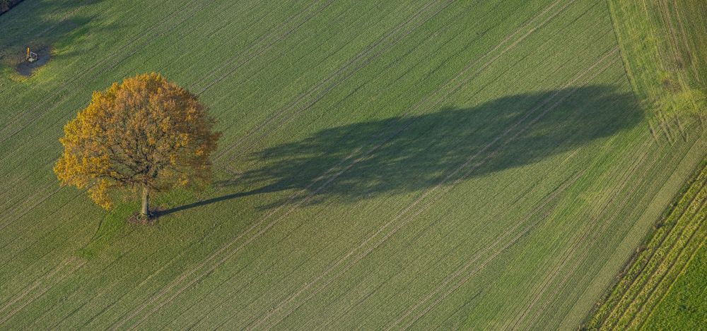 Gladbeck from the bird's eye view: Autumnal discolored vegetation view tree with shadow forming by light irradiation on a field in Gladbeck at Ruhrgebiet in the state North Rhine-Westphalia, Germany