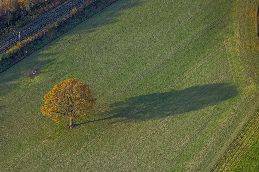 Aerial image Gladbeck - Autumnal discolored vegetation view tree with shadow forming by light irradiation on a field in Gladbeck at Ruhrgebiet in the state North Rhine-Westphalia, Germany