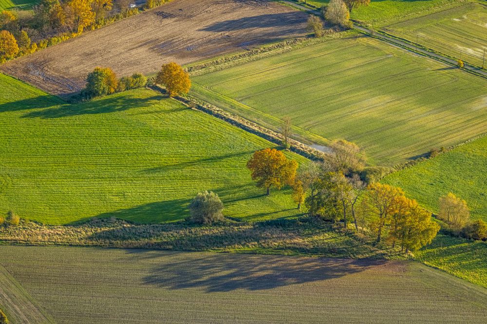 Aerial photograph Hamm - Autumnal discolored vegetation view tree with shadow forming by light irradiation on a field in the district Norddinker in Hamm at Ruhrgebiet in the state North Rhine-Westphalia, Germany