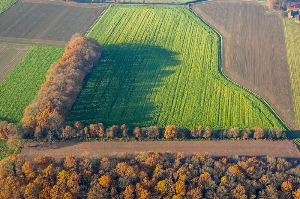 Haltern am See from above - Autumnal discolored vegetation view row of trees in a field edge in Haltern am See in the state North Rhine-Westphalia, Germany