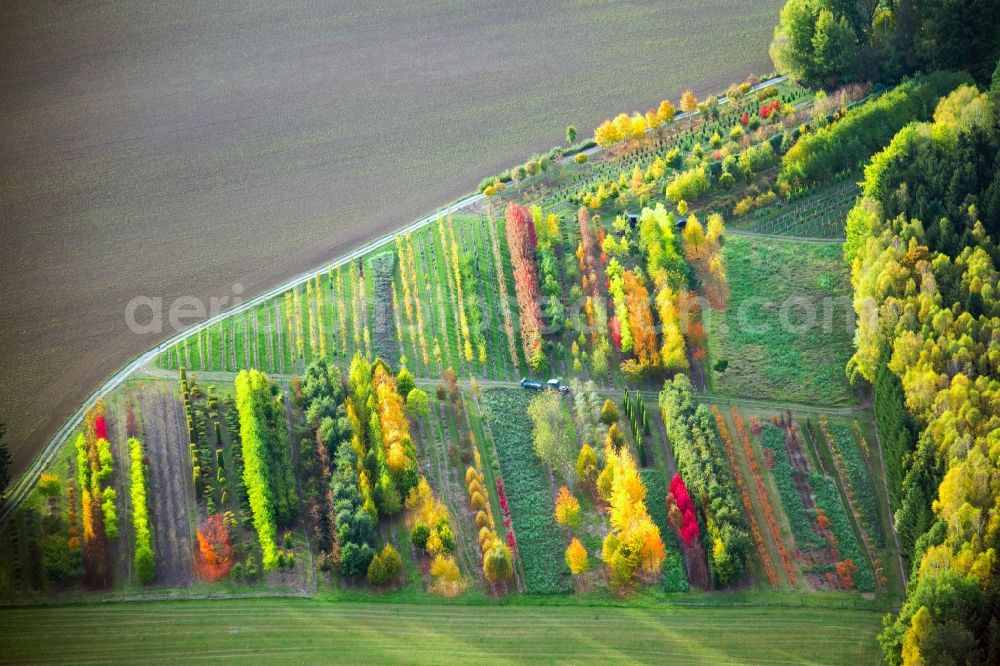 Aerial photograph Kirchendemenreuth - Autumnal discolored vegetation view row of trees on fields of Garten Punzmann GmbH in the district Menzlhof in Kirchendemenreuth in the state Bavaria, Germany