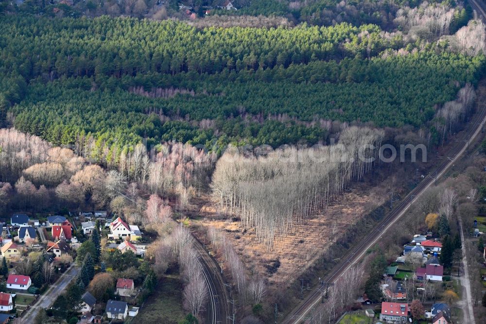 Bergfelde from the bird's eye view: Autumnal discolored vegetation view tree tops in a deciduous forest - forest area in the urban area in Bergfelde in the state Brandenburg, Germany