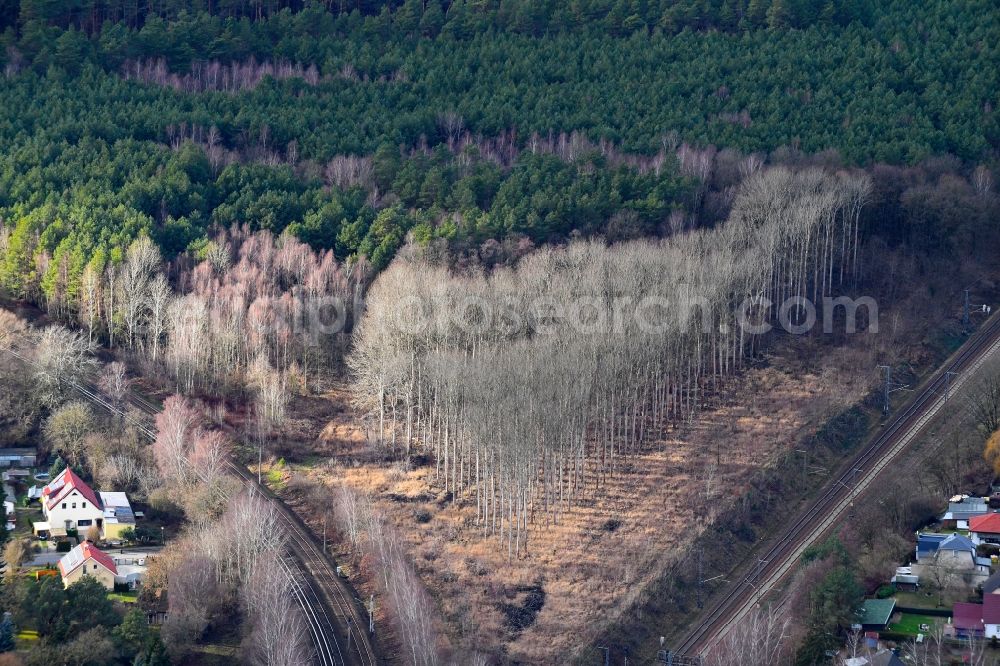 Aerial image Bergfelde - Autumnal discolored vegetation view tree tops in a deciduous forest - forest area in the urban area in Bergfelde in the state Brandenburg, Germany