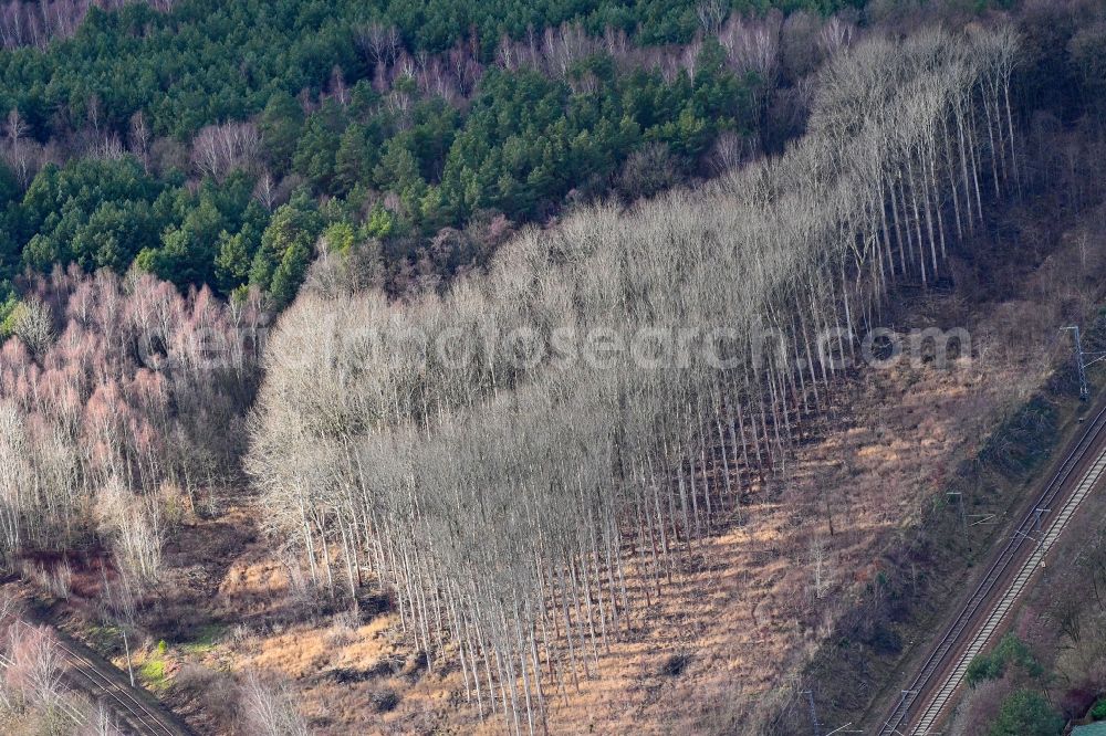Aerial photograph Bergfelde - Autumnal discolored vegetation view tree tops in a deciduous forest - forest area in the urban area in Bergfelde in the state Brandenburg, Germany