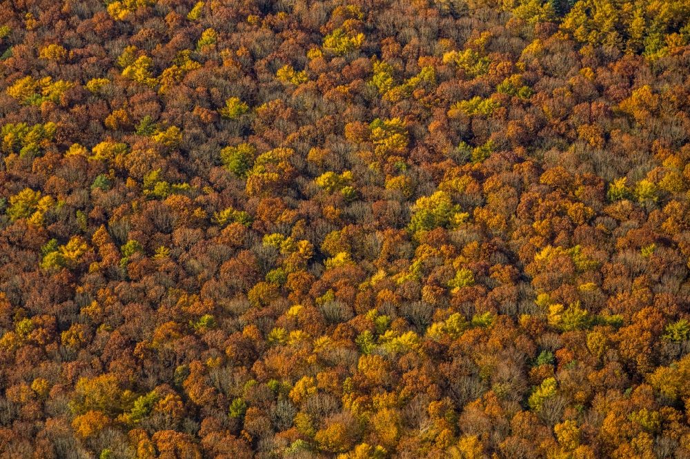 Aerial photograph Haltern am See - Autumnal discolored vegetation view treetops in a wooded area in Haltern am See in the state North Rhine-Westphalia, Germany
