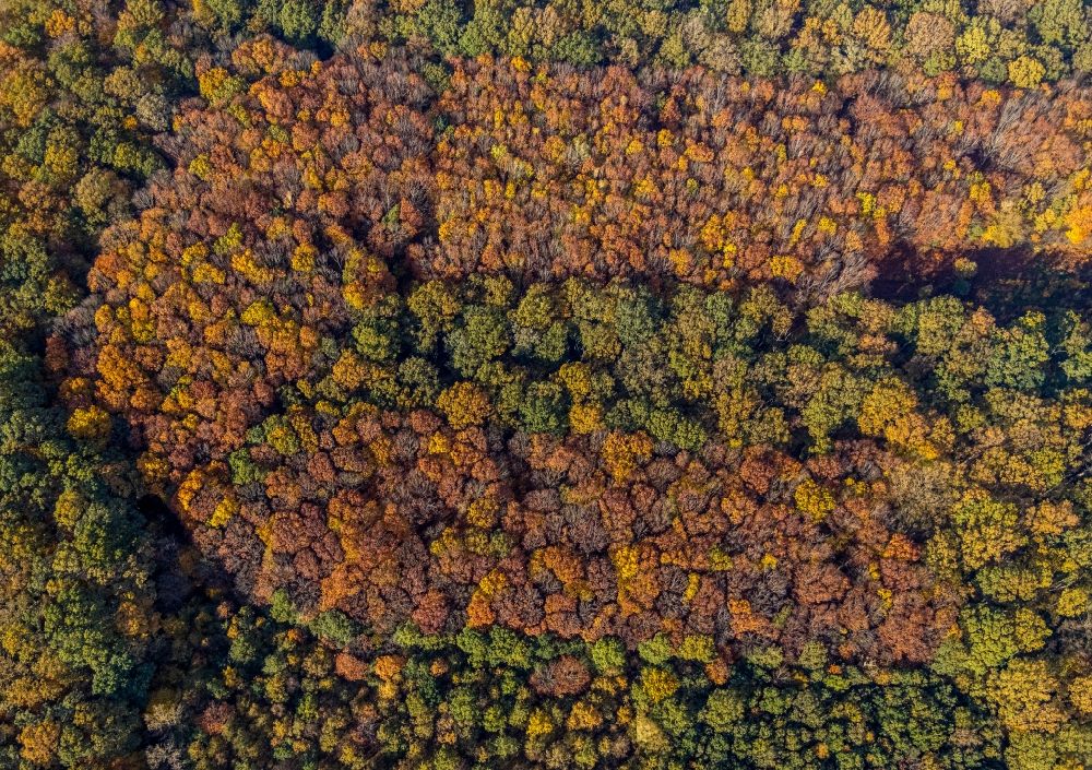 Hamm from above - Autumnal discolored vegetation view treetops in a wooded area in the district Caldenhof in Hamm in the state North Rhine-Westphalia, Germany