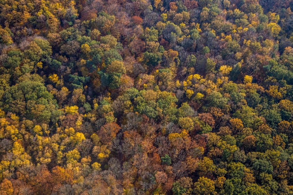 Hamm from the bird's eye view: Autumnal discolored vegetation view treetops in a wooded area in the district Caldenhof in Hamm in the state North Rhine-Westphalia, Germany