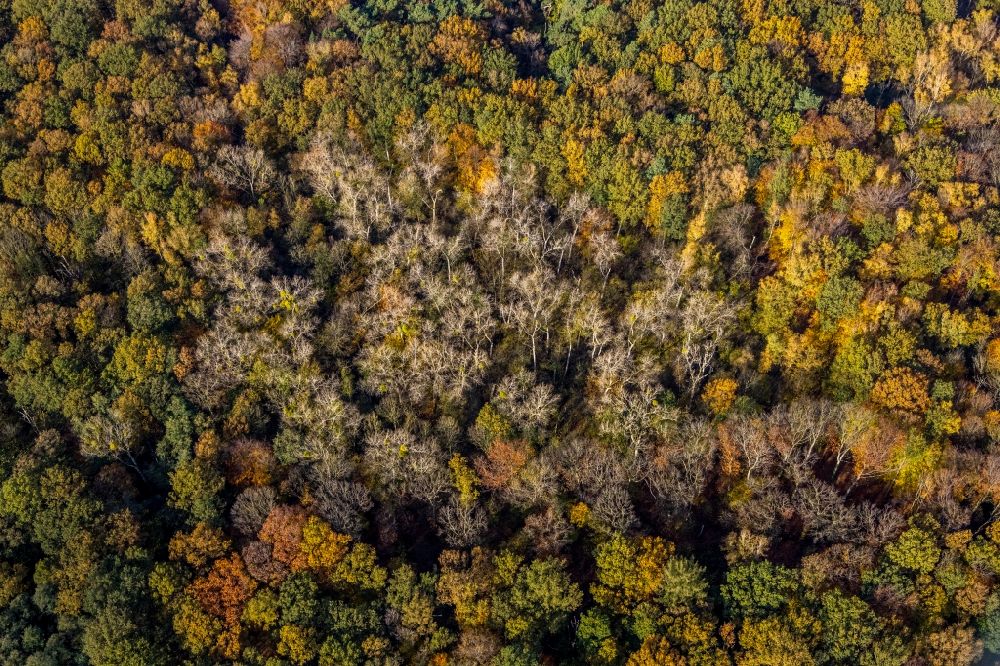 Aerial image Hamm - Autumnal discolored vegetation view treetops in a wooded area in the district Caldenhof in Hamm in the state North Rhine-Westphalia, Germany