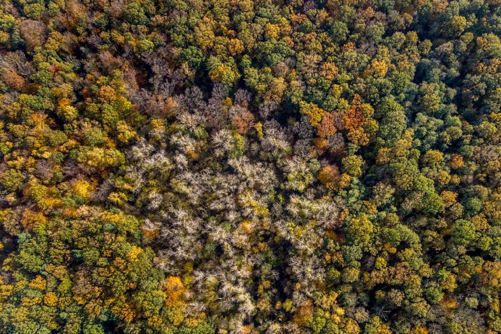 Aerial photograph Hamm - Autumnal discolored vegetation view treetops in a wooded area in the district Caldenhof in Hamm in the state North Rhine-Westphalia, Germany