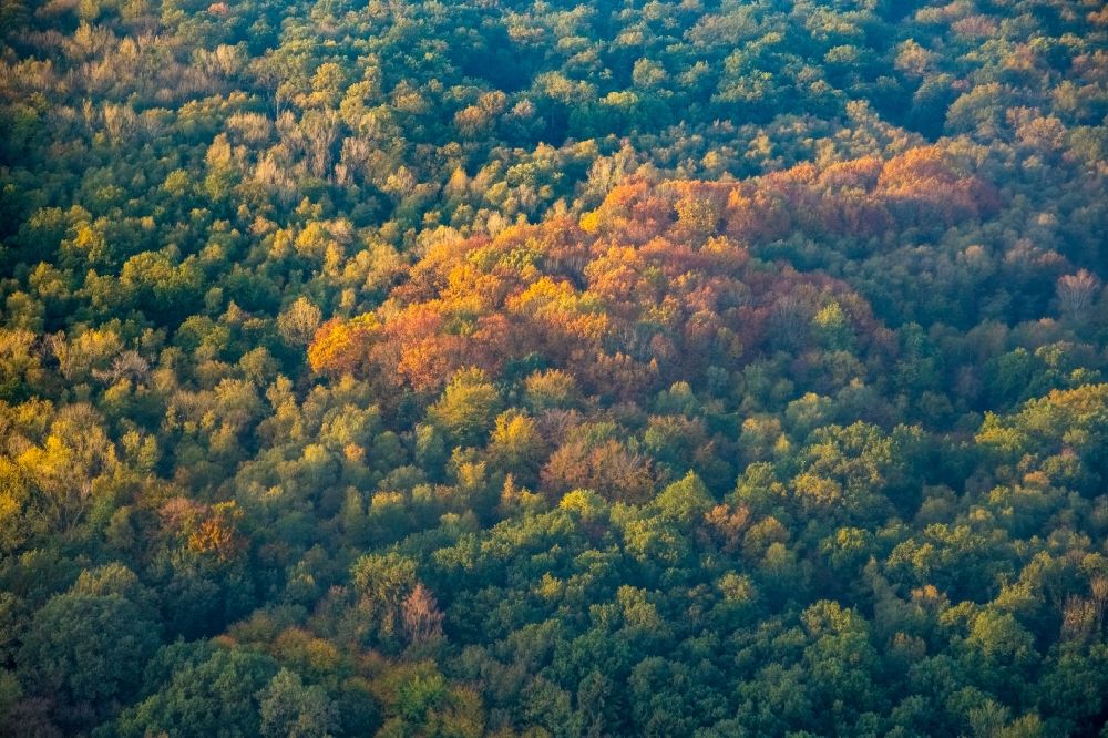 Aerial photograph Hamm-Heessen - Autumnal discolored vegetation view treetops in a wooded area in the district Heessen in Hamm in the state North Rhine-Westphalia, Germany