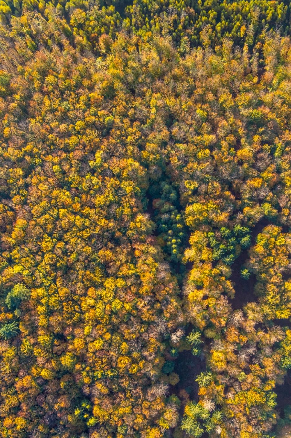 Aerial photograph Wennigloh - Autumnal discolored vegetation view treetops in a wooded area in Wennigloh in the state North Rhine-Westphalia, Germany